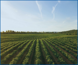Plant-cultivation-for-transplanting